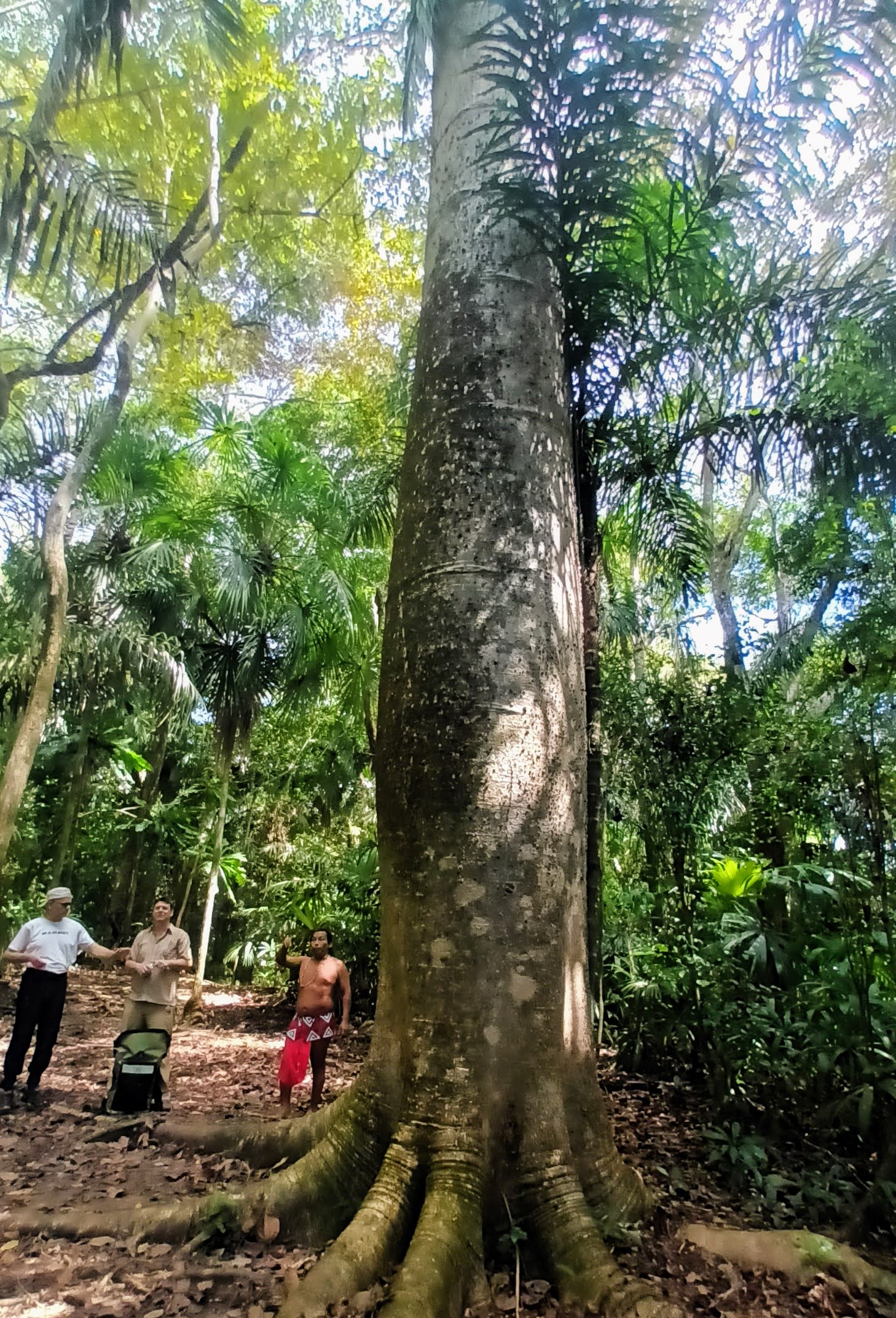 Embera Wald