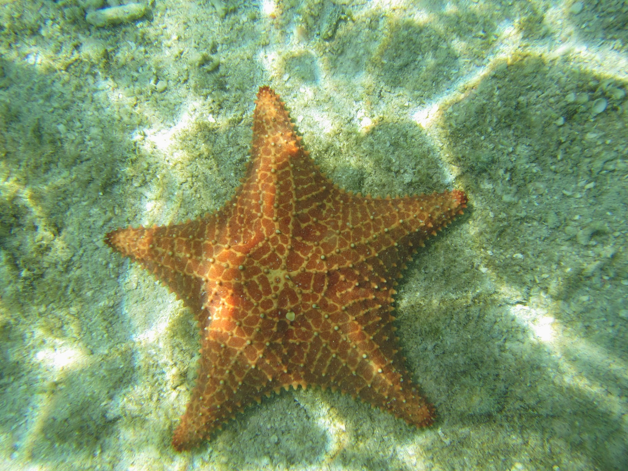 San Blas Inseln Seestern