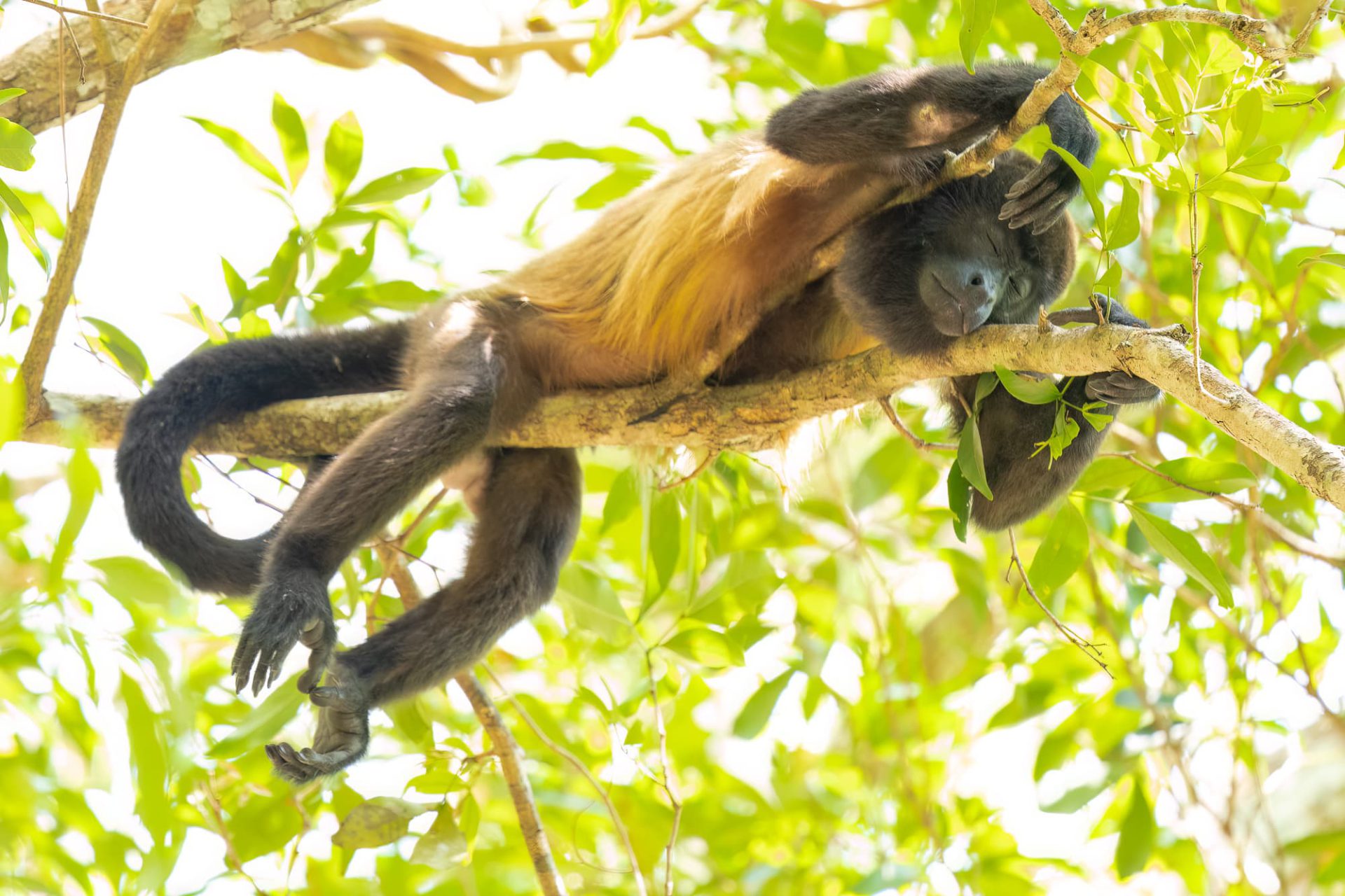 Brüllaffe Panama