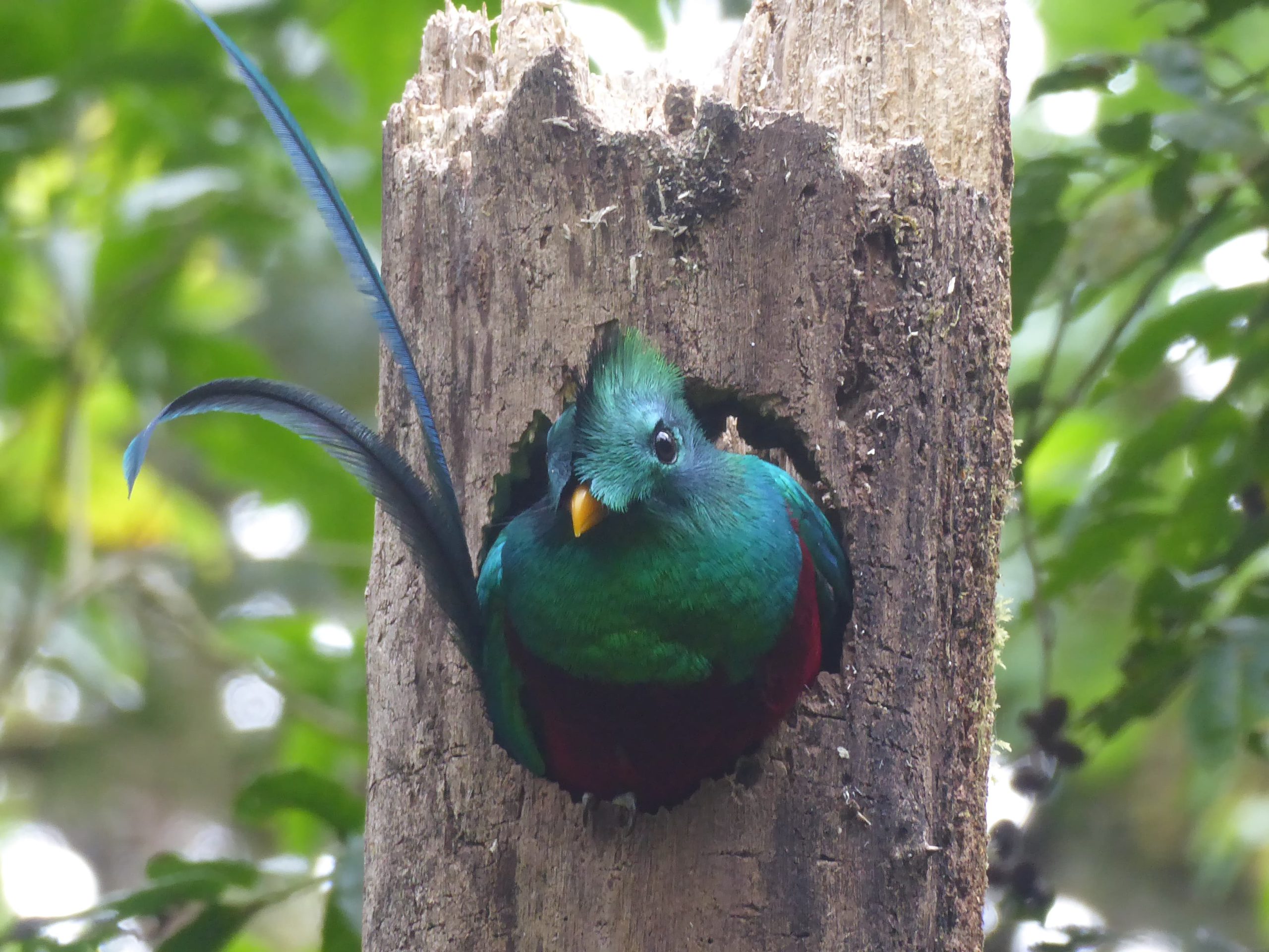La Amistad Quetzal Panama