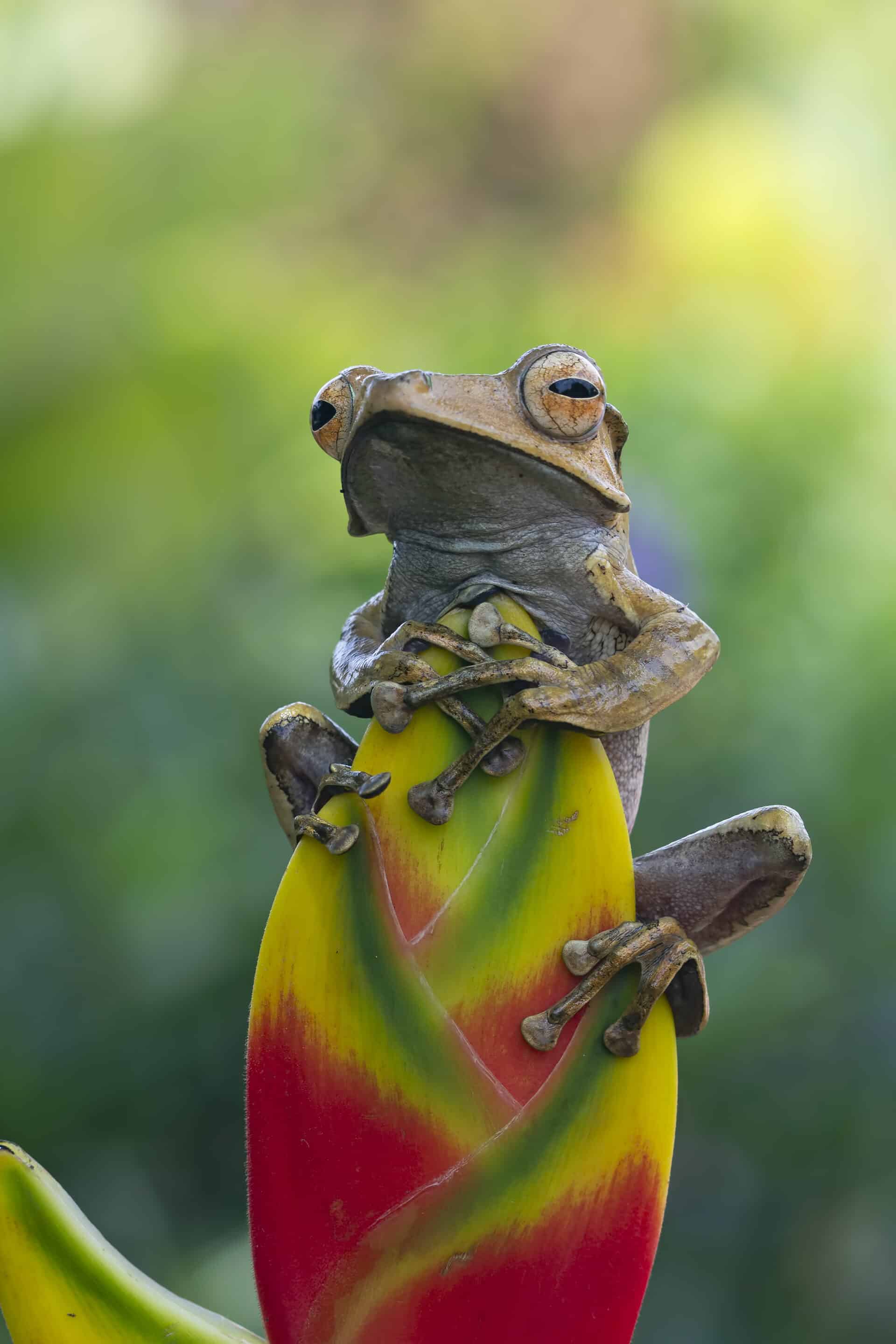 Panama oder Costa Rica?